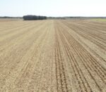 Farmland after using Yetter Stalk Devastator kits for corn head residue control. Stalk roller, stalk smasher, stalk chopper, stalk stomper, and stubble crusher solution.